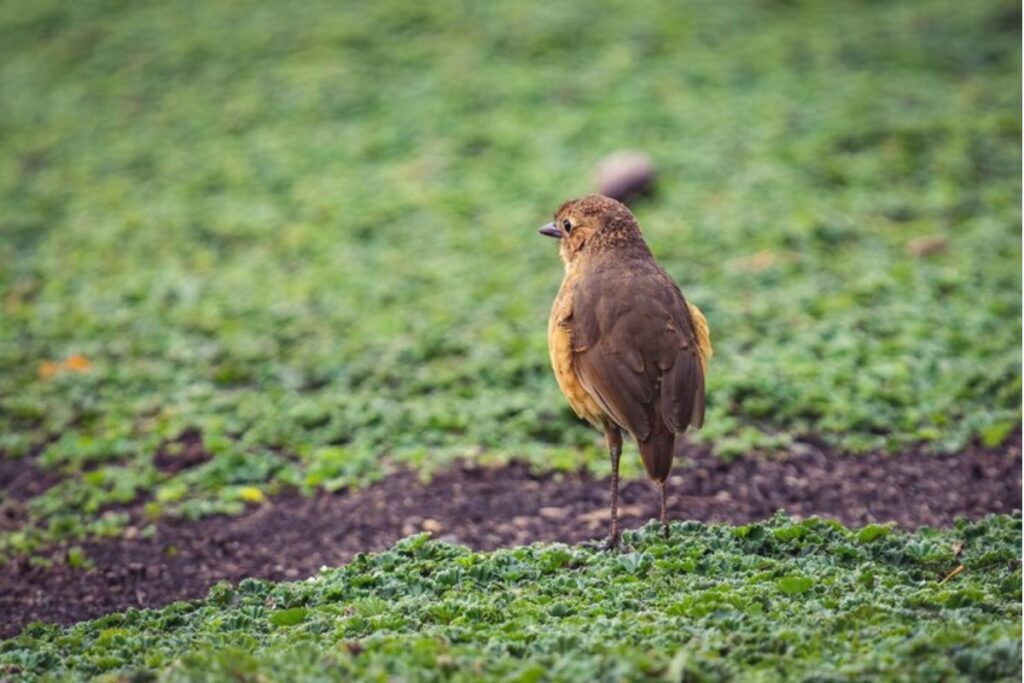 Where Birds Sit, Water may Be There