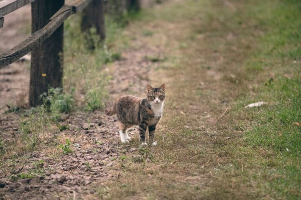 Cat lives in peaceful environment