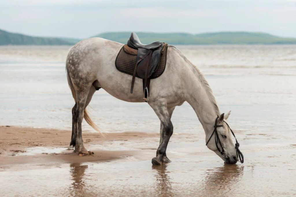 Horse always drink clean water