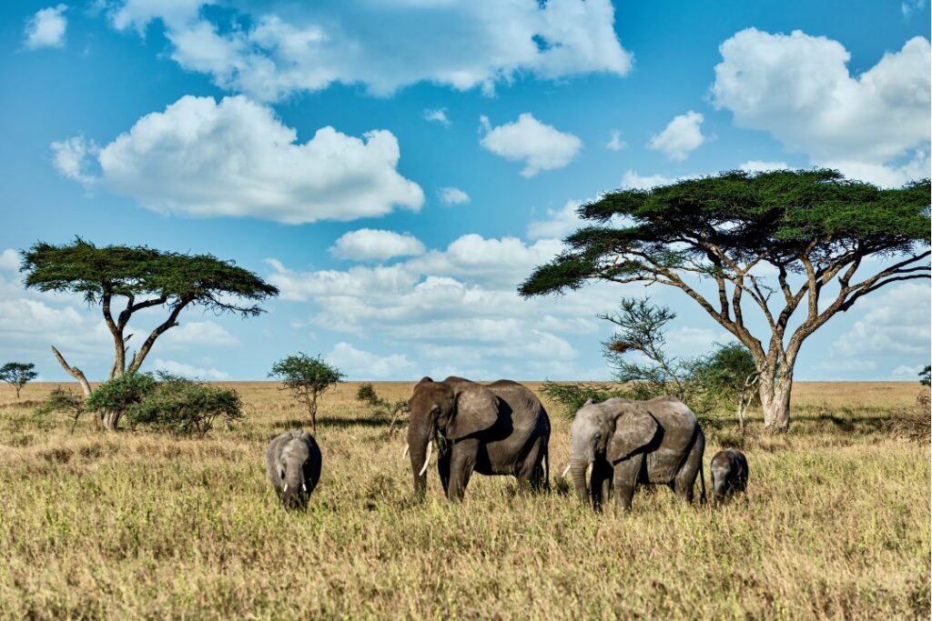 Kenya Revolutionizes Global Travel with Visa-Free Access for All Visitors